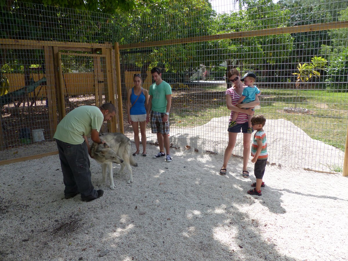 The family meeting a wolf at the animal sanctuary — Noah fascinated, Vitus not so sure