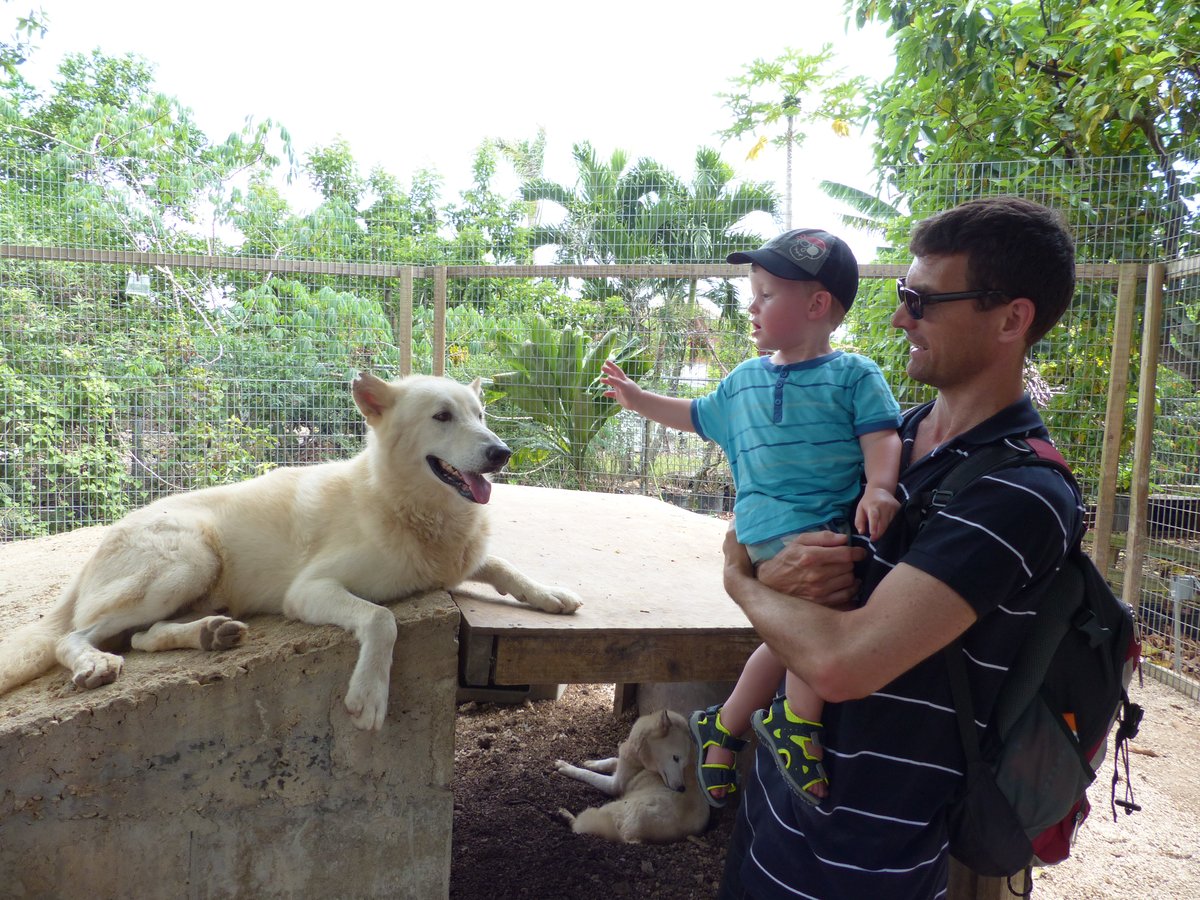 Jesper holding Vitus close to the wolf — Vitus pointing while keeping a safe distance on dad