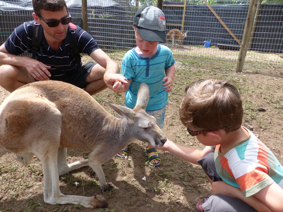 Jesper, Noah and Vitus feeding a kangaroo by hand — yes, in Florida