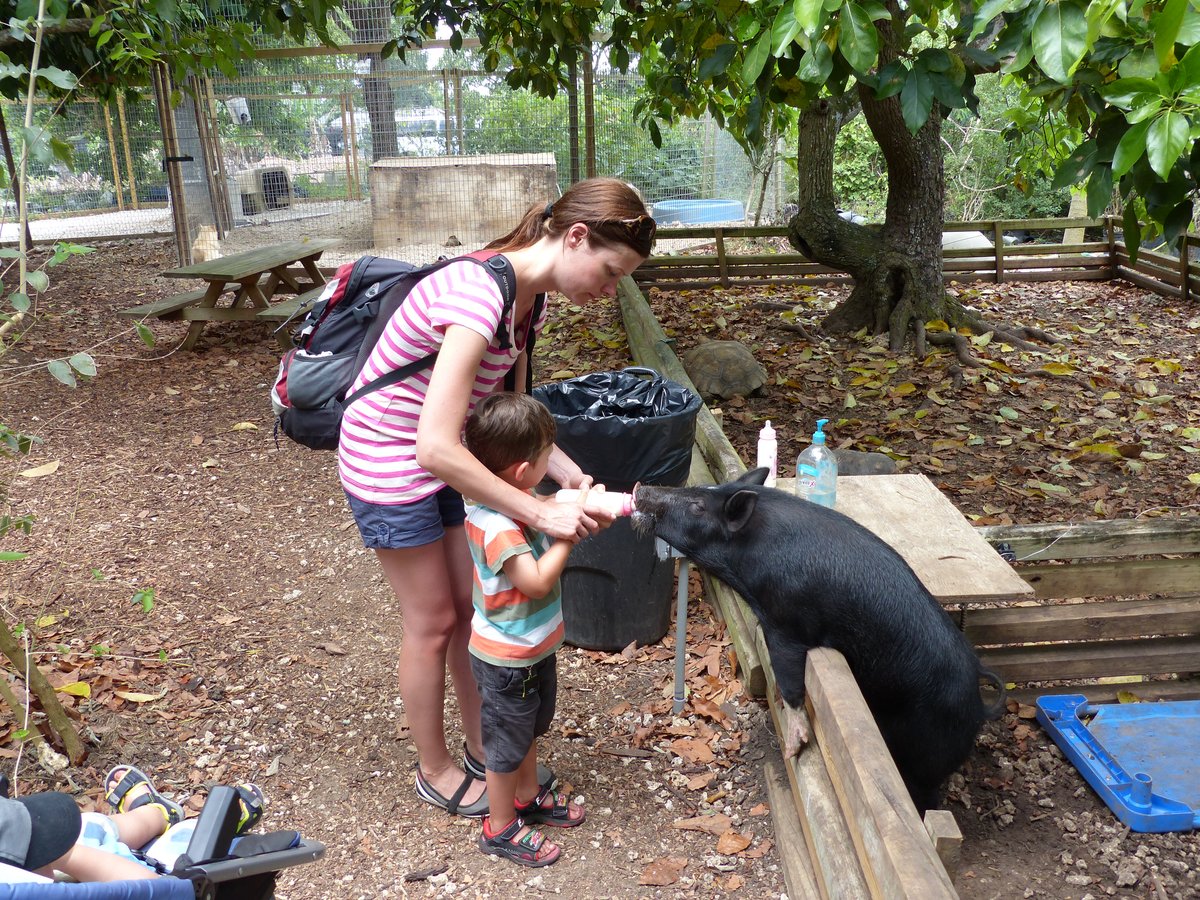 Line and Noah feeding a very enthusiastic pig at the sanctuary
