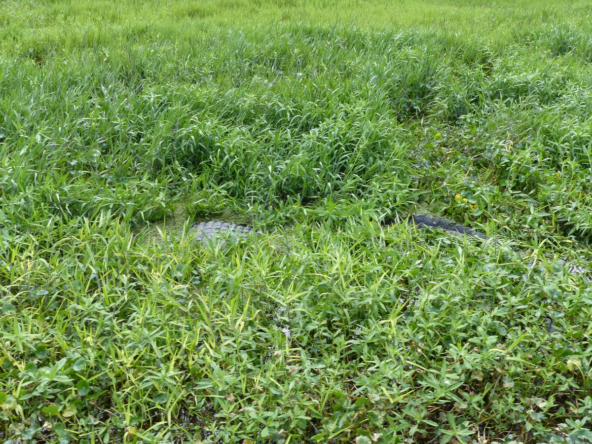 An alligator lying in the grass — our first wild alligator sighting in Florida