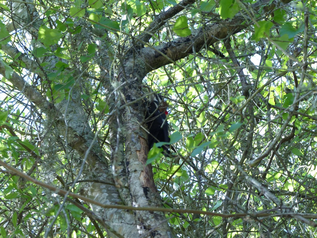 A beautiful bird perched in a tree — Florida wildlife at its finest