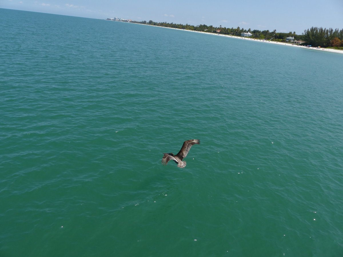 A pelican flying over the turquoise Gulf water near the pier