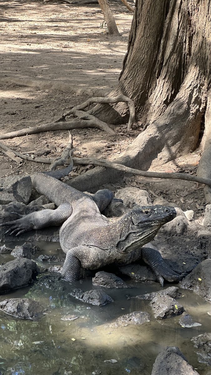 Komodo dragon on the boat trip