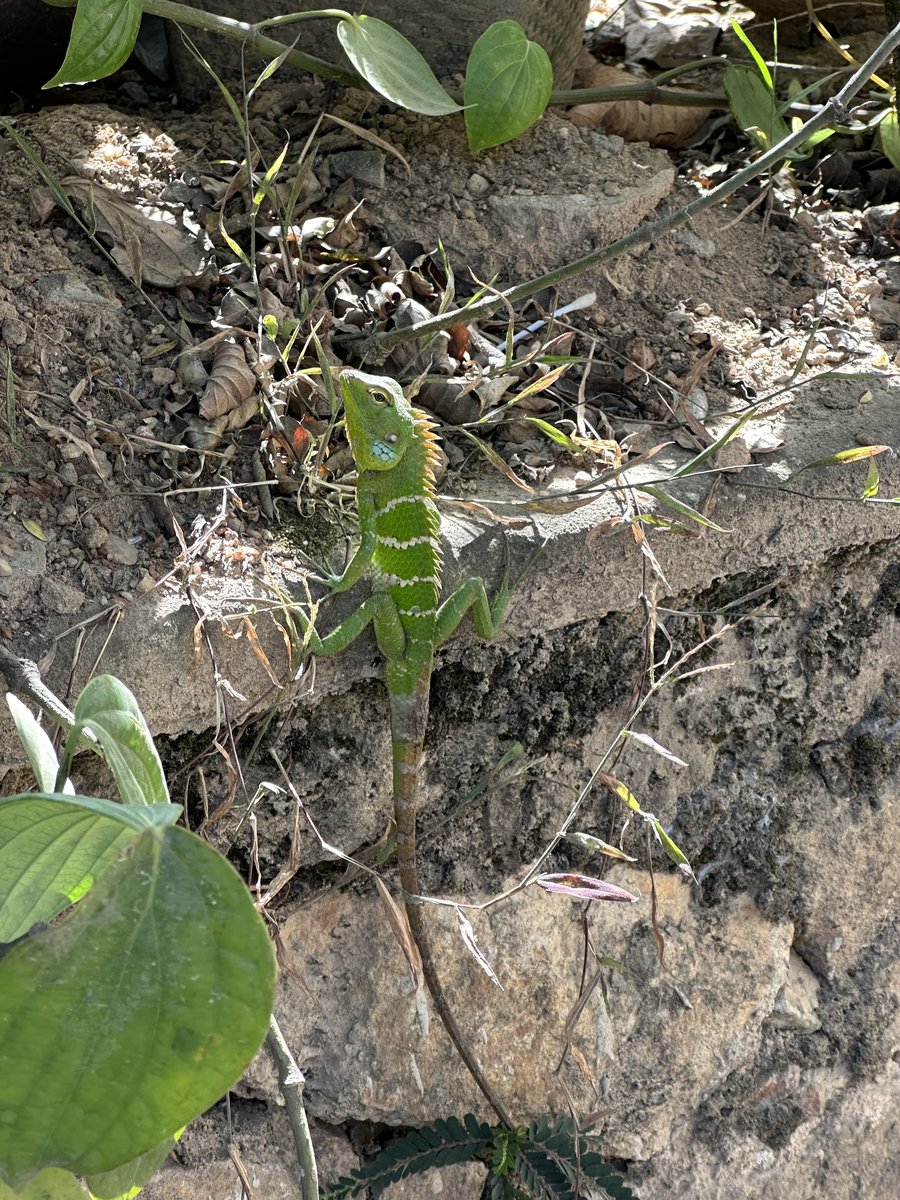 A bright green forest lizard perched on a rock among the leaves