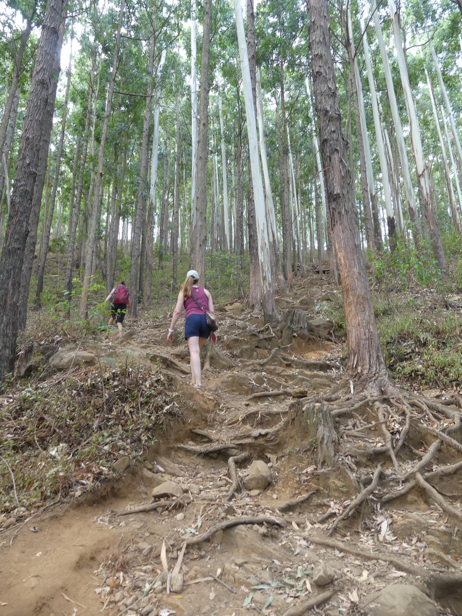 Line and Noah climbing a steep, rooty forest trail through tall eucalyptus on Ella Rock