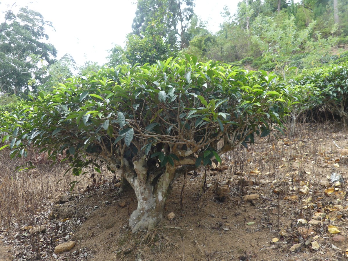An old tea bush with a thick gnarled trunk pruned into a low, spreading, bonsai-like shape