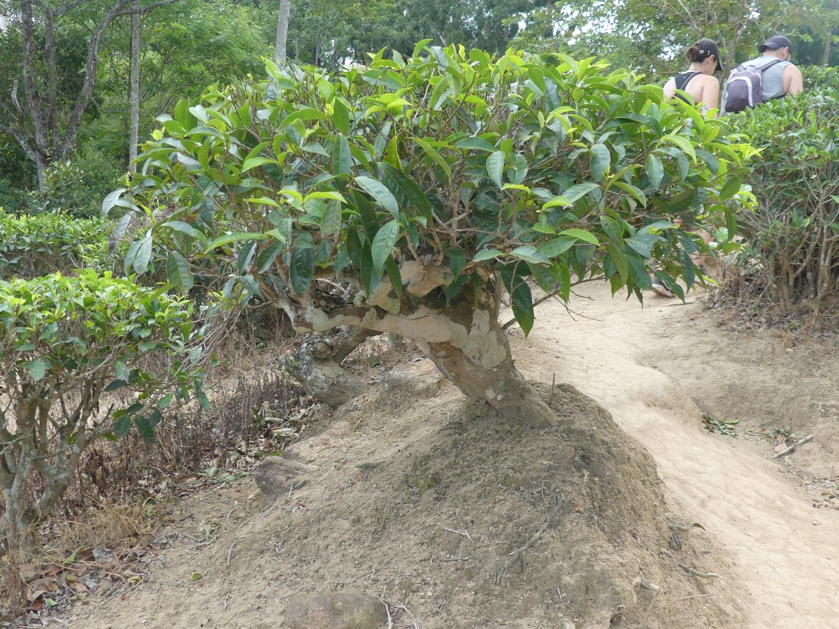 A tea plant with a thick exposed trunk and roots beside the path, looking just like a bonsai