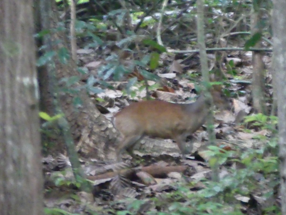 A small reddish-brown mouse-deer in the forest undergrowth
