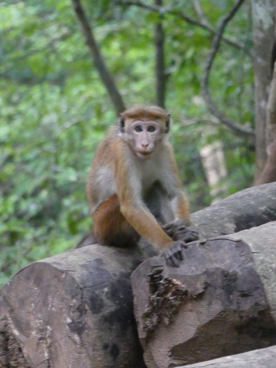 A toque macaque sitting on cut logs in the forest