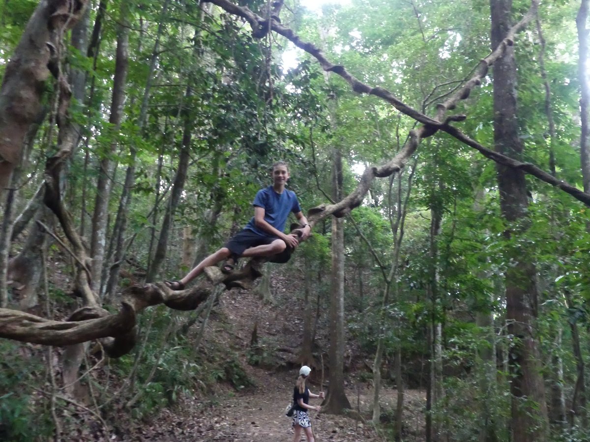 Noah sitting up on a huge horizontal liana spanning the forest trail