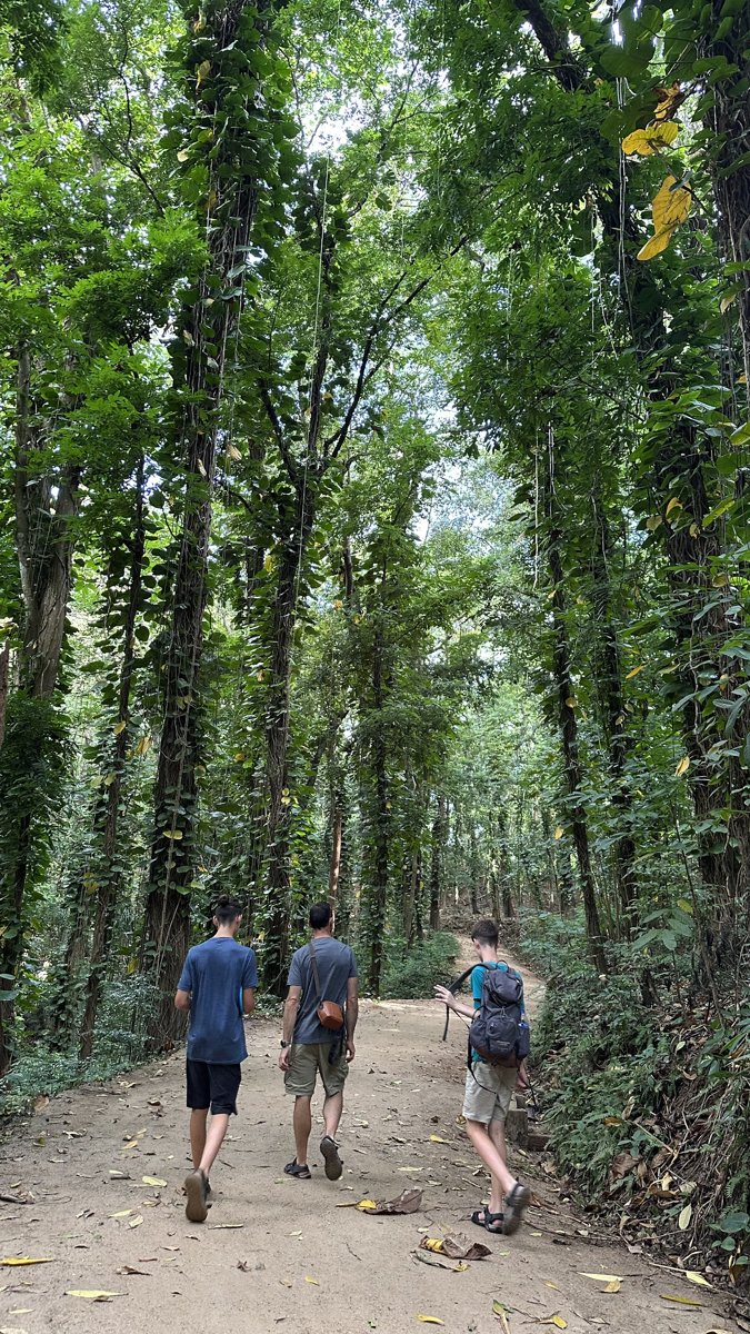 Jesper and the boys walking a broad forest trail lined with tall vine-draped trees