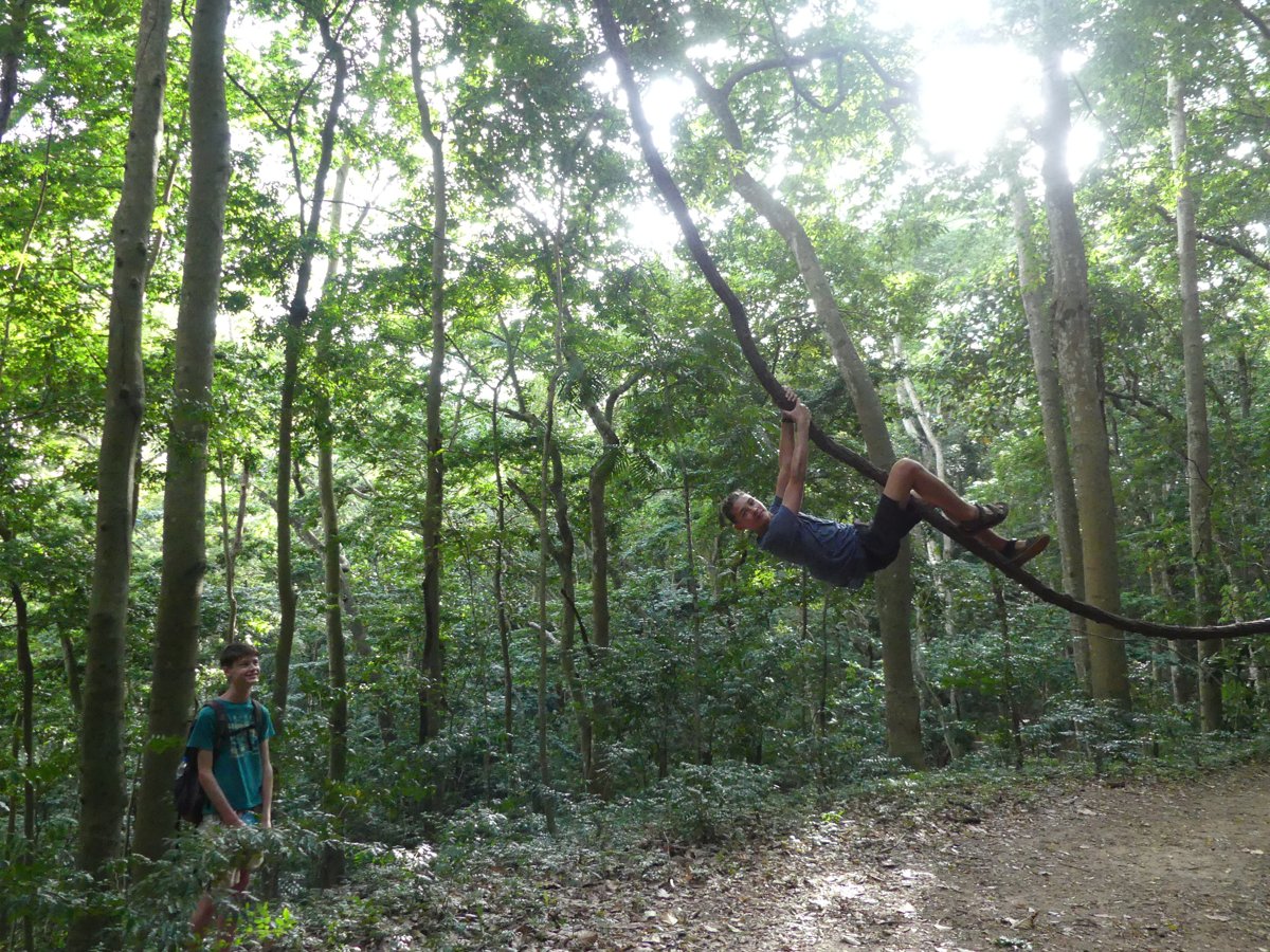 Vitus climbing and hanging on a big liana in the forest, Noah watching below