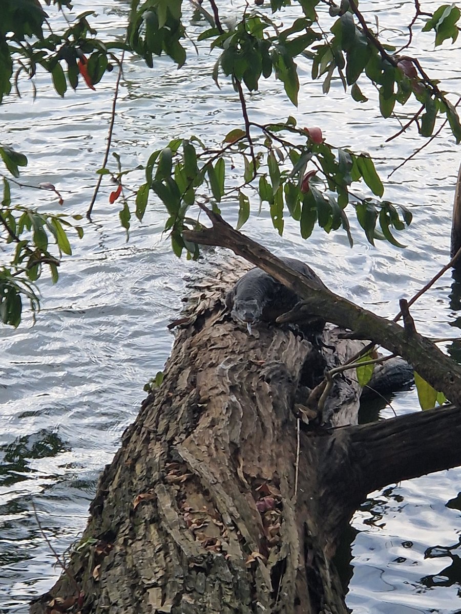 A large water monitor lizard on the bank of Kandy Lake