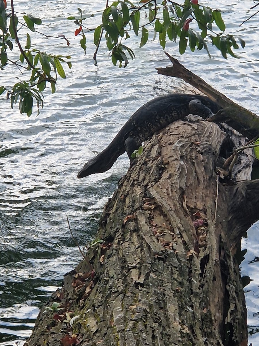 A water monitor lizard beside the path at Kandy Lake