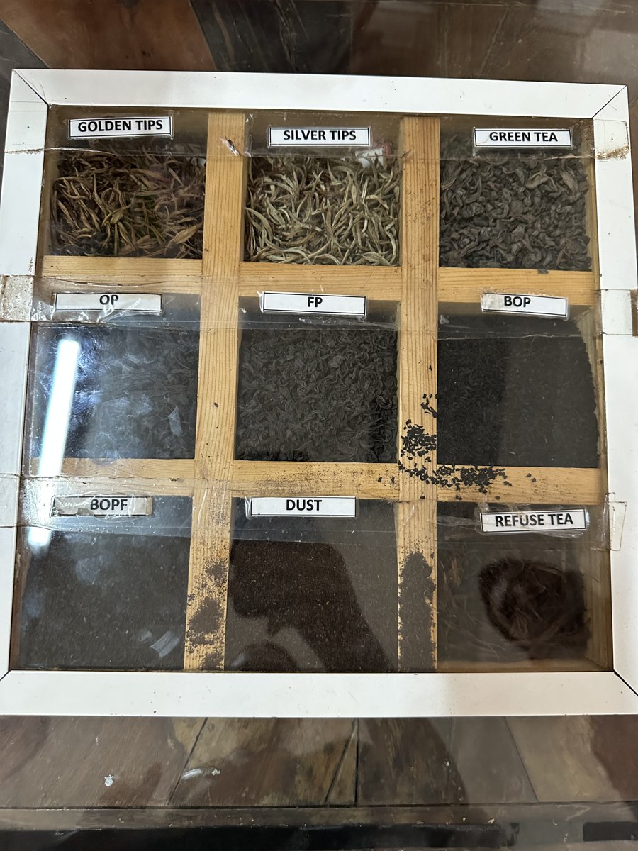 A display case showing the different tea grades from Golden Tips to Dust