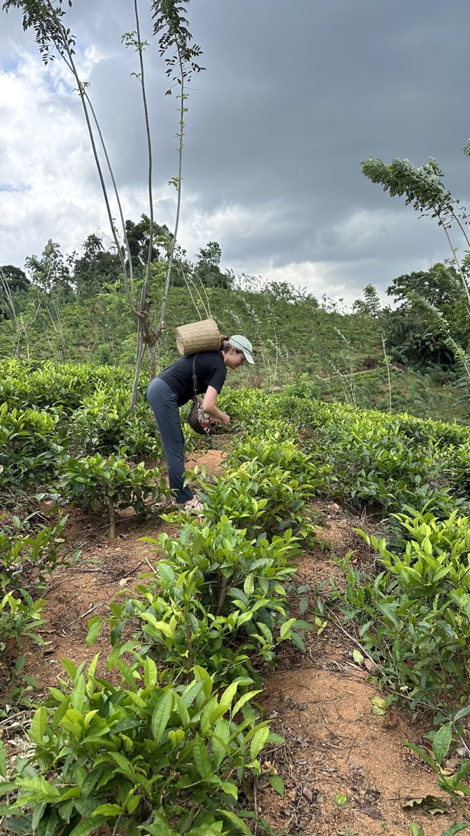 Line picking tea leaves with a woven basket on her back