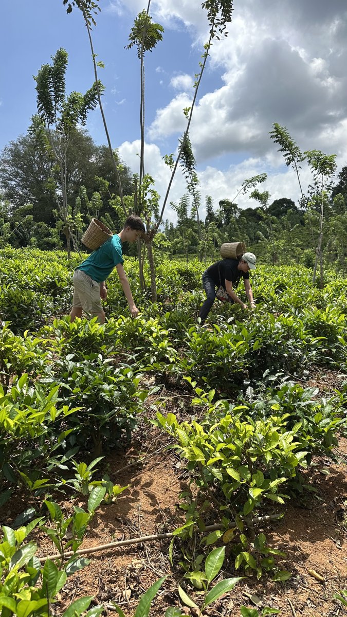 Vitus and Line picking tea leaves in the plantation, baskets on their backs