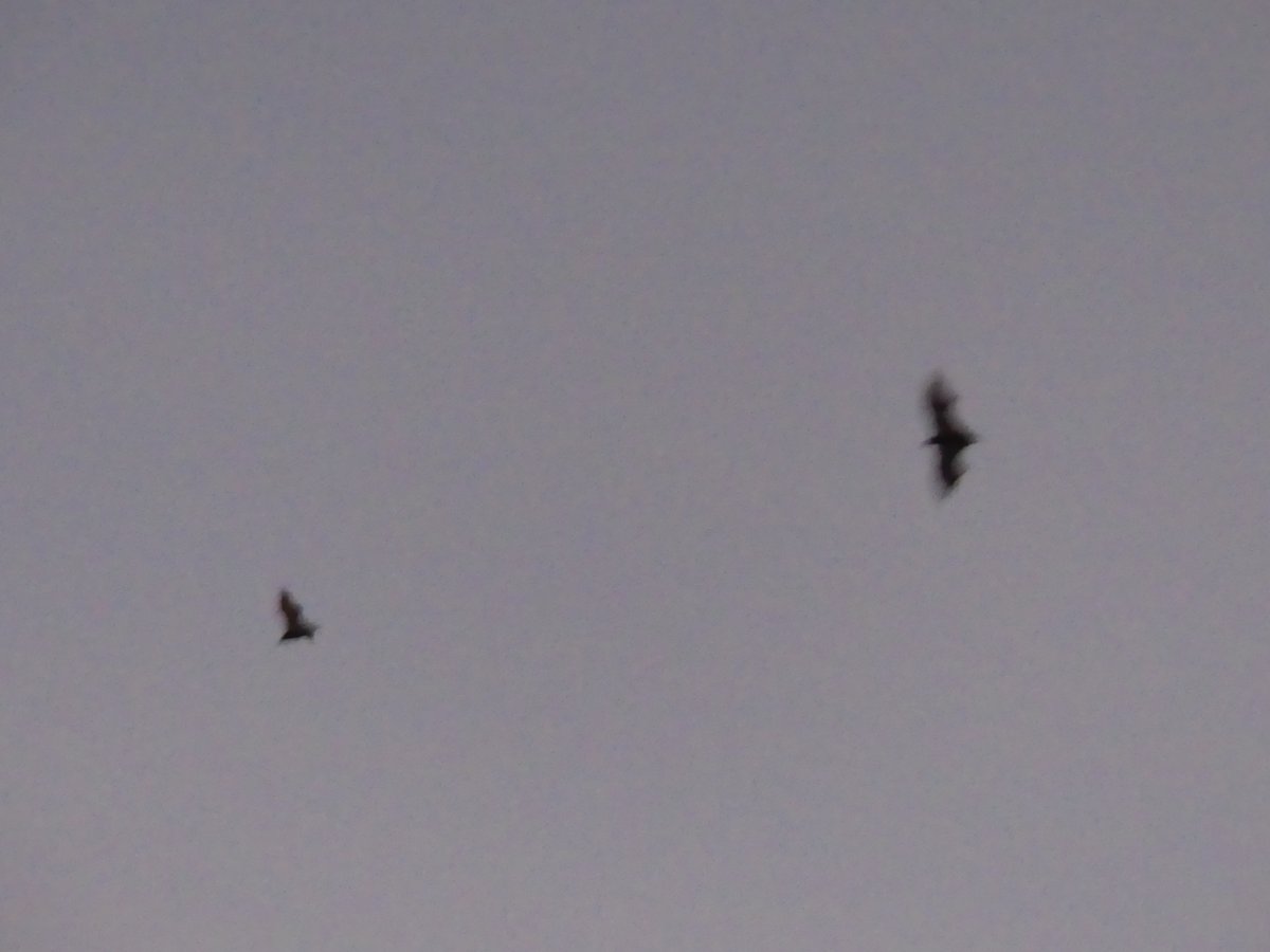 Flying foxes (large fruit bats) silhouetted against the dusk sky