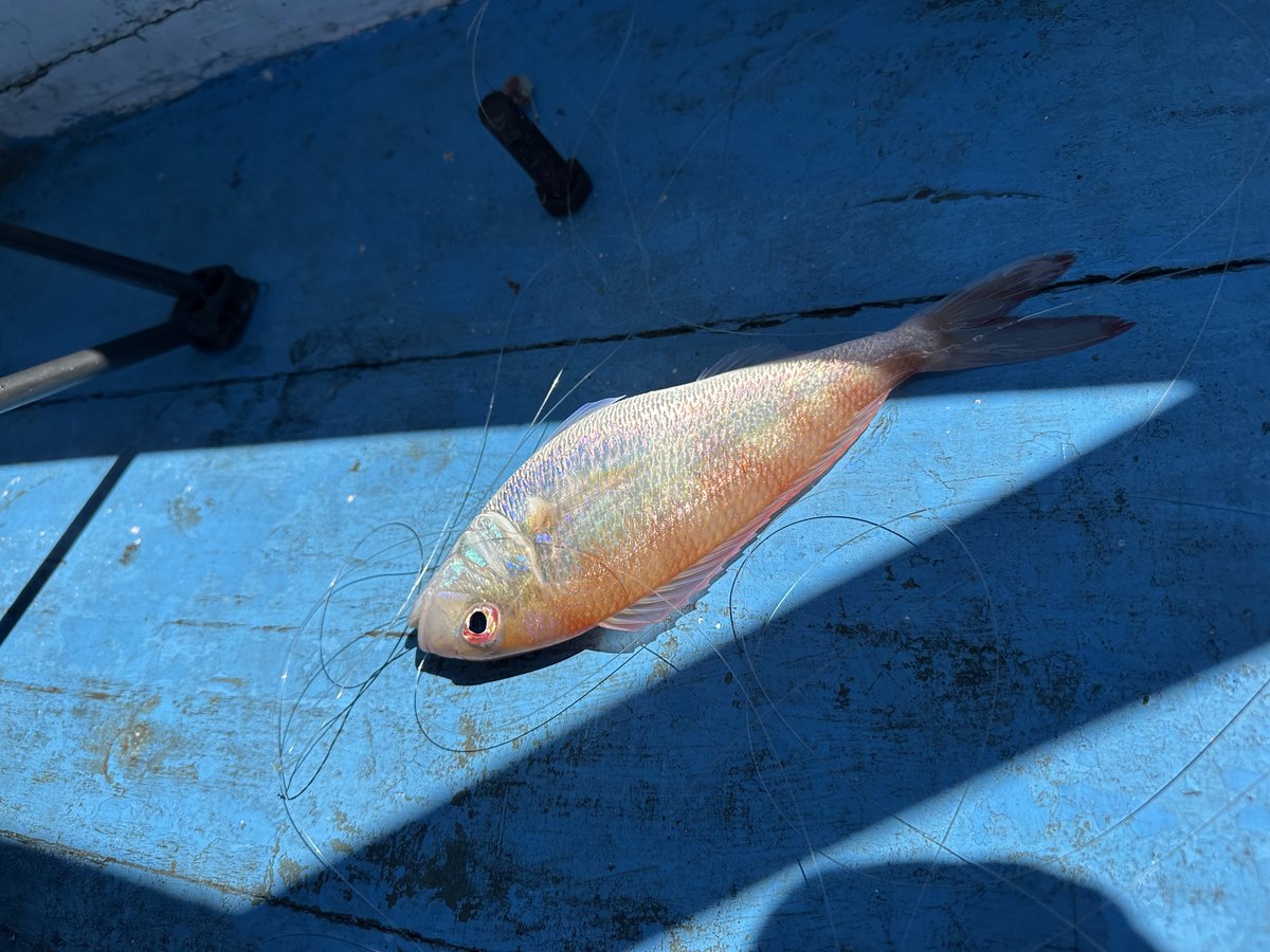 One of the freshly caught fish on the blue deck of the boat