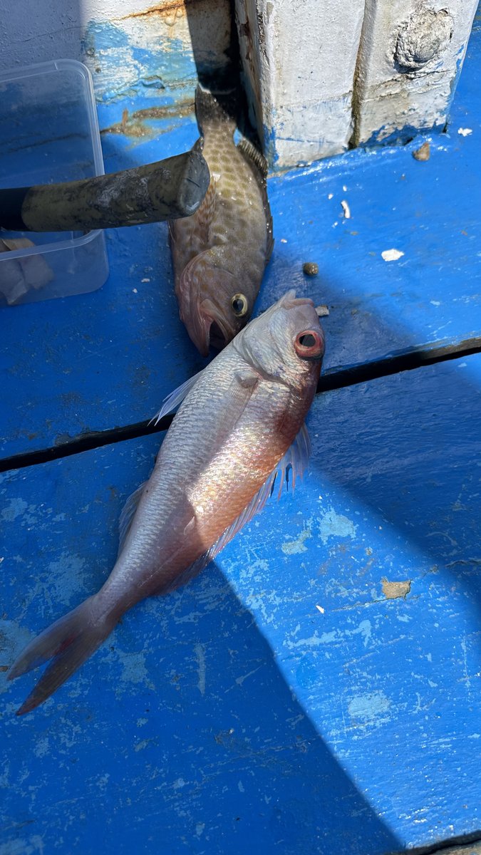 Two of the caught fish laid out on the blue deck