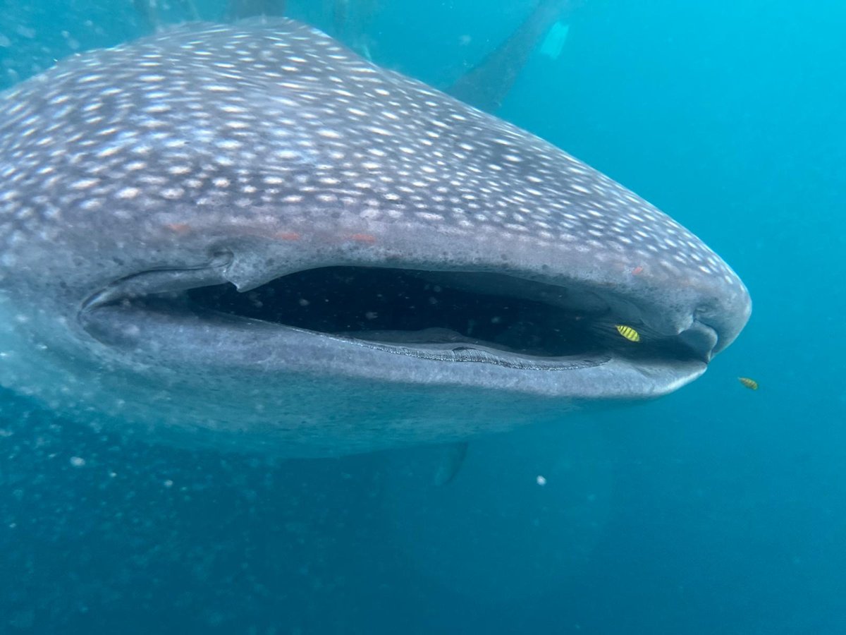 Whale shark on the crossing to Lombok