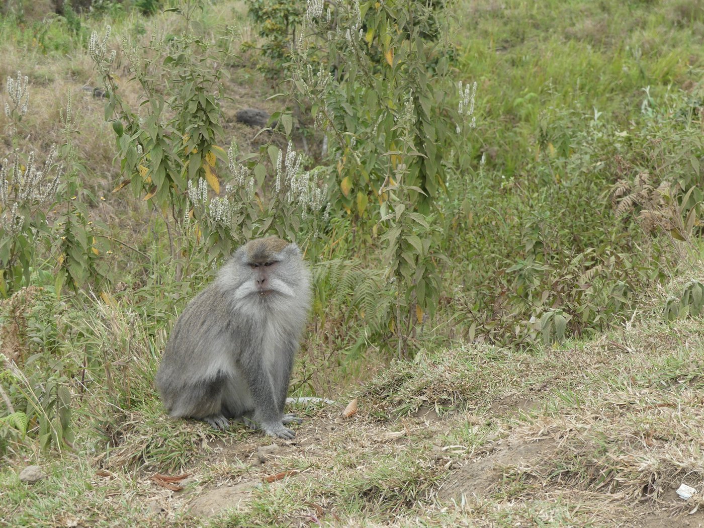A monkey beside the trail on the way up