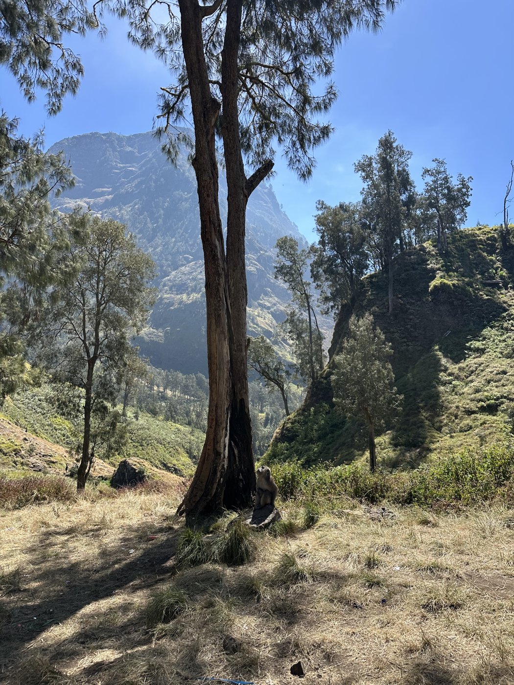 A lone tree on the descent ridge
