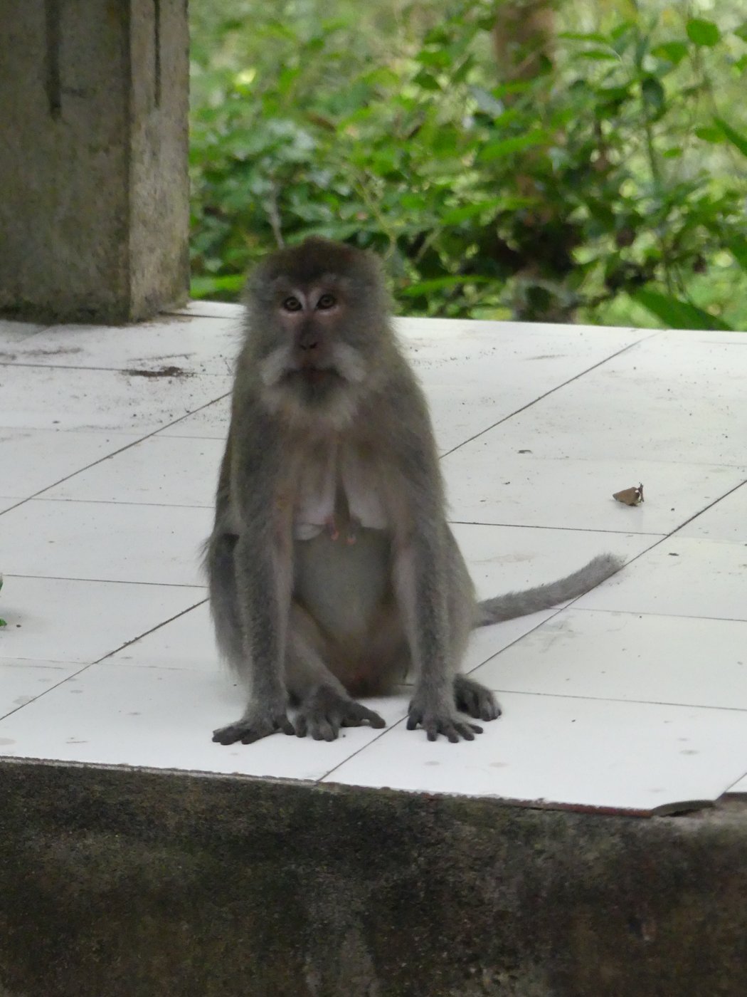 A monkey on the path near the village