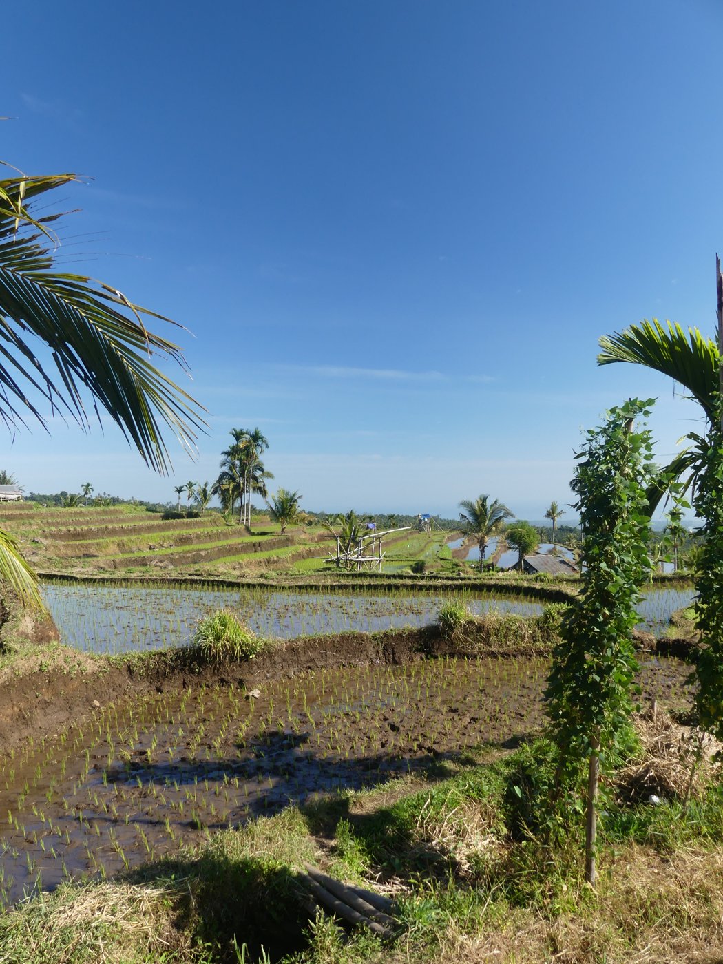 Rice paddies and palms under a big sky
