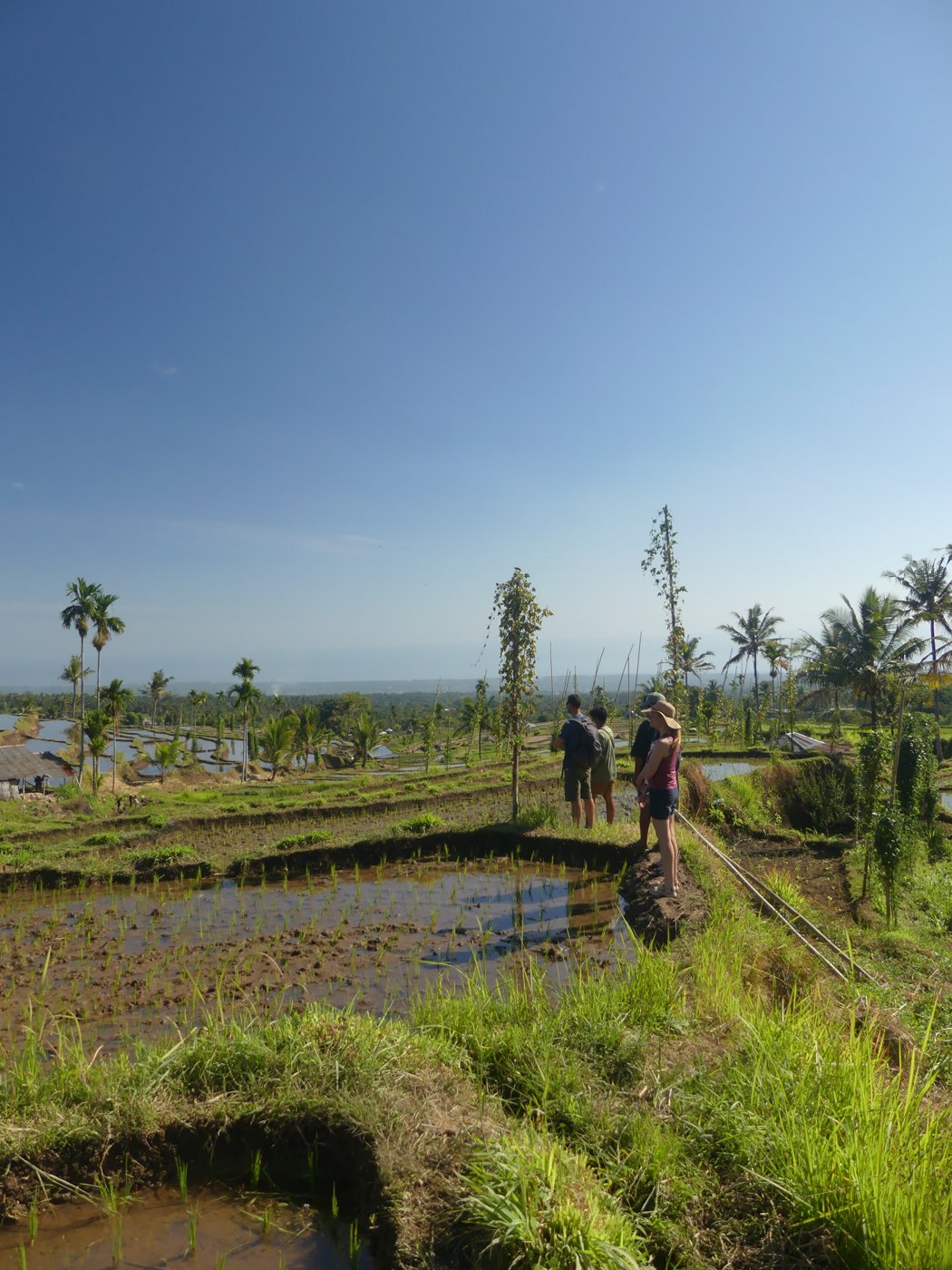 Terraced rice paddies in the hills around Senaru