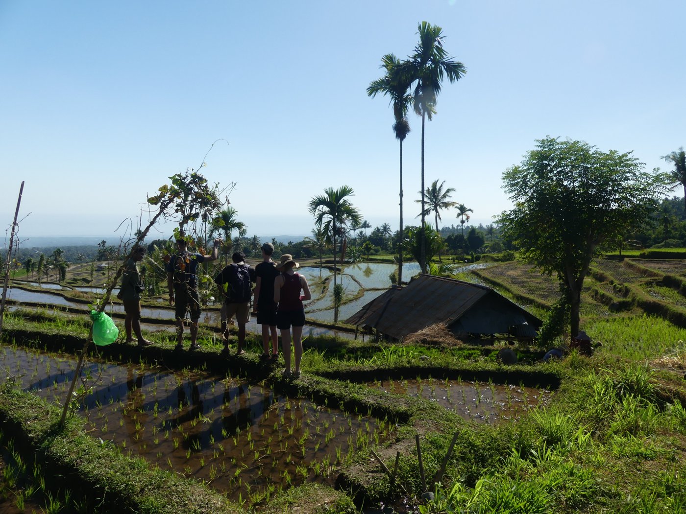 Locals working in the terraced rice fields