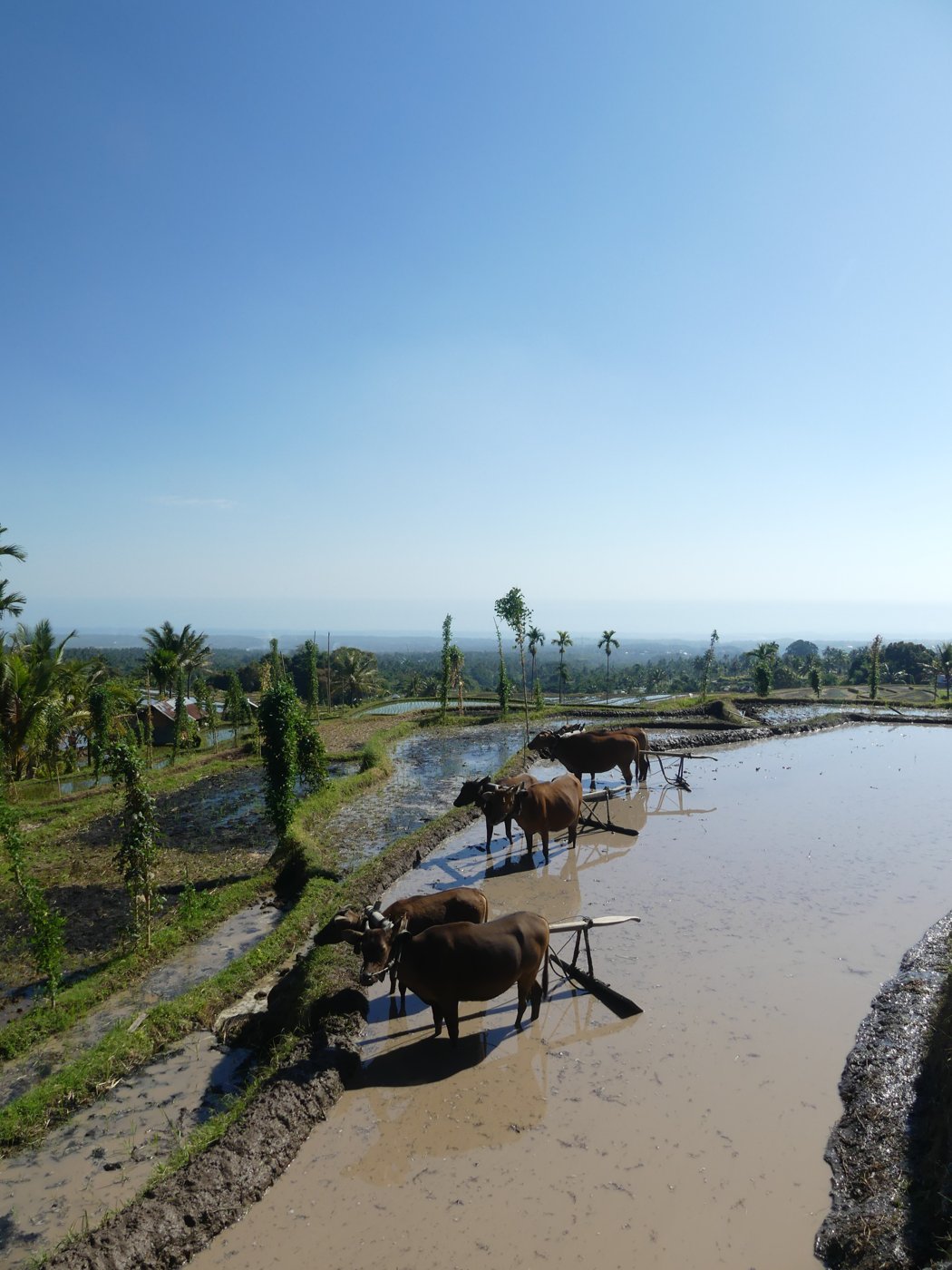 Ploughing a flooded paddy with oxen