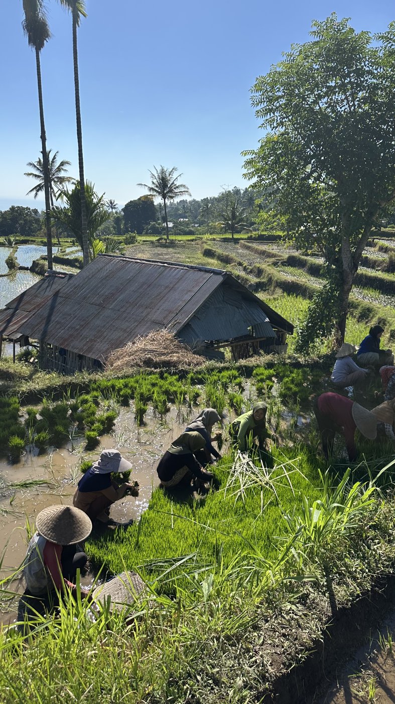 Wide view over the rice paddies