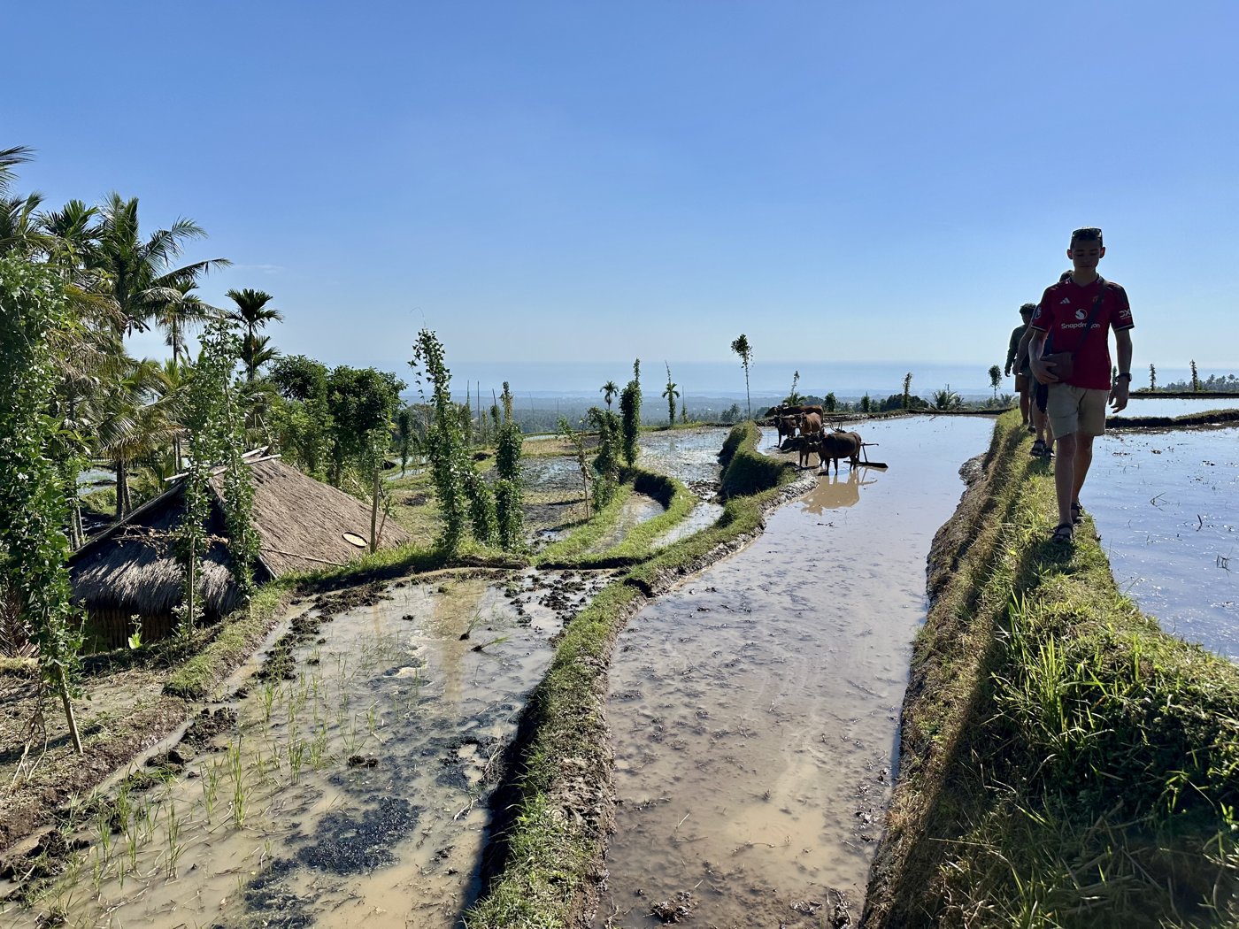 Walking the narrow dikes between the flooded paddies