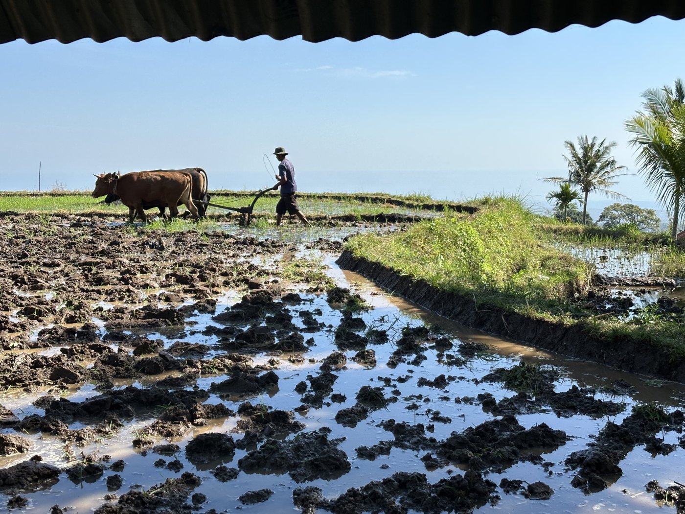 An ox team ploughing a muddy rice field