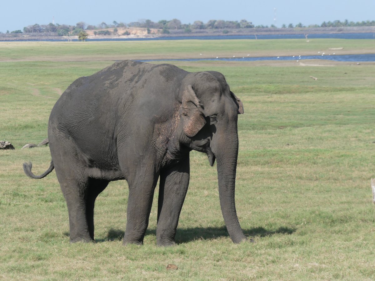 A large lone bull elephant standing on the grassland by the reservoir