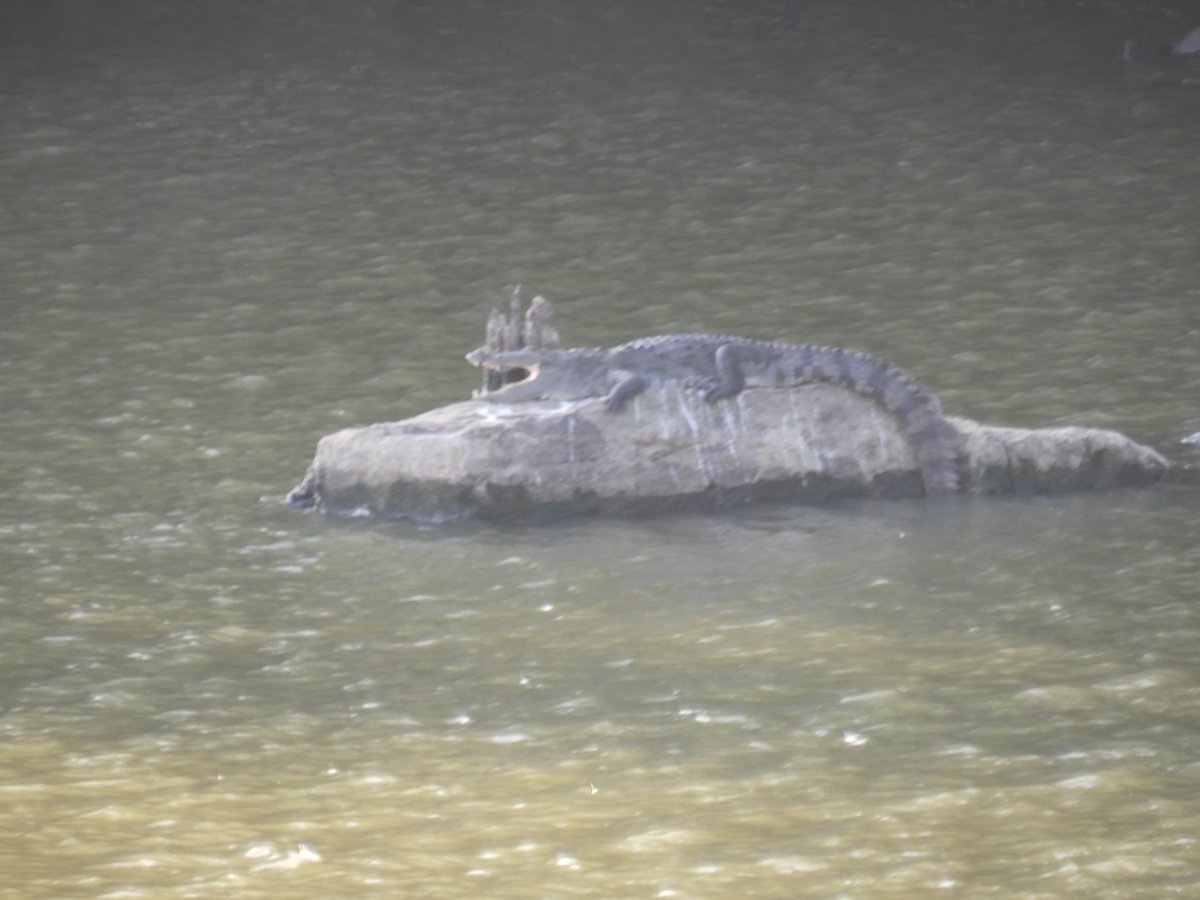 A crocodile basking on a rock in the water