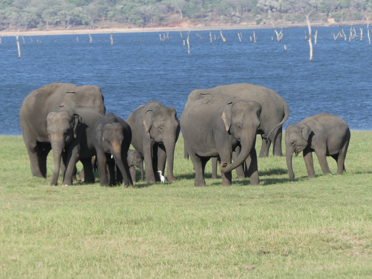 An elephant family with a tiny calf and an egret at the edge of the reservoir