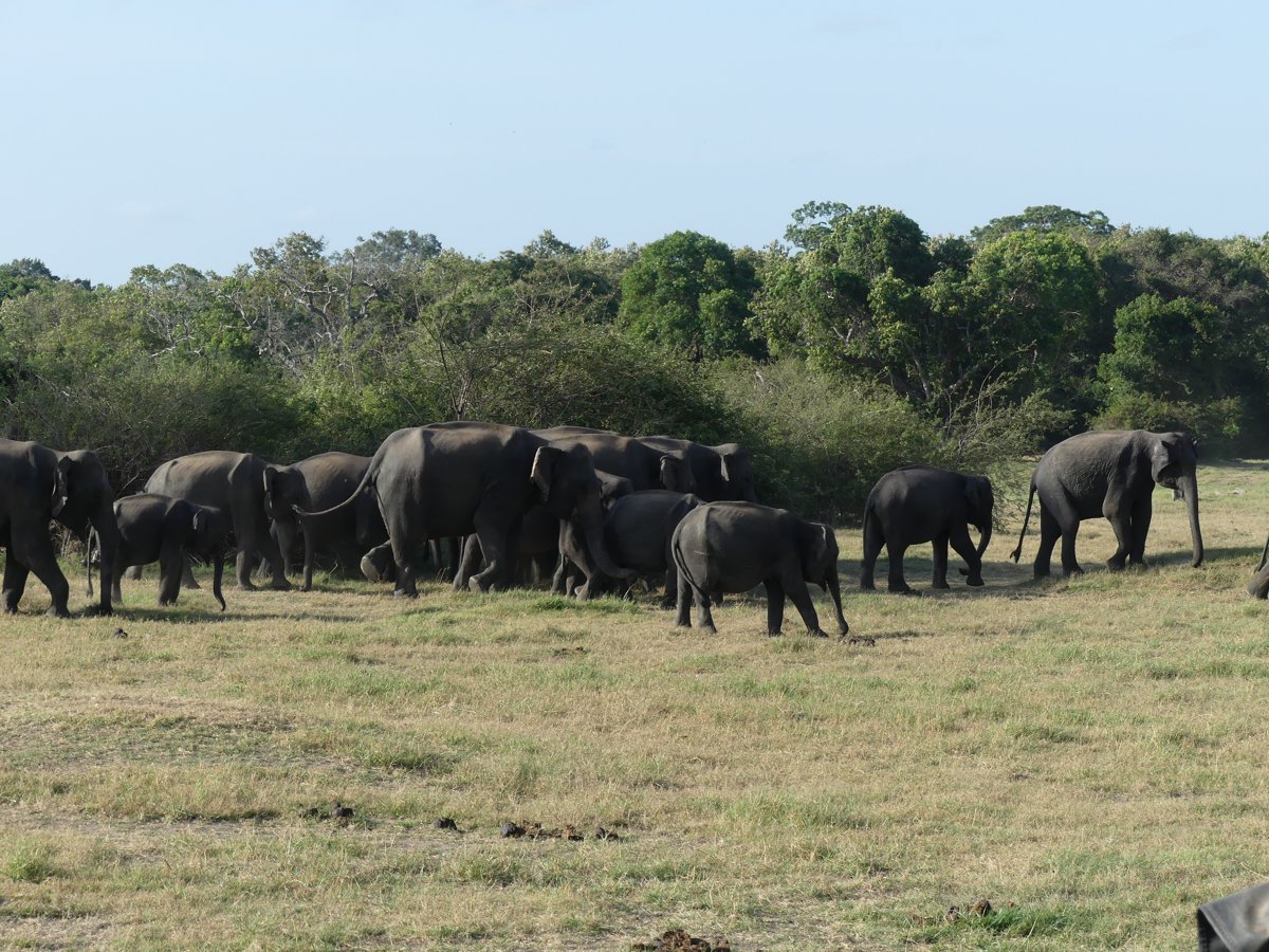 A big herd of elephants with calves moving across the plain in front of the treeline