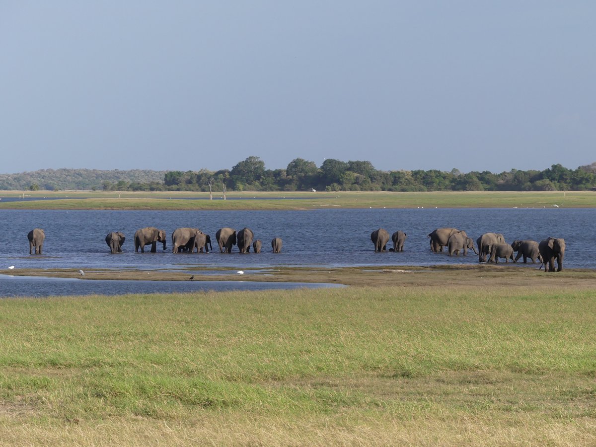 A whole elephant herd wading and drinking in the reservoir with egrets on the shore