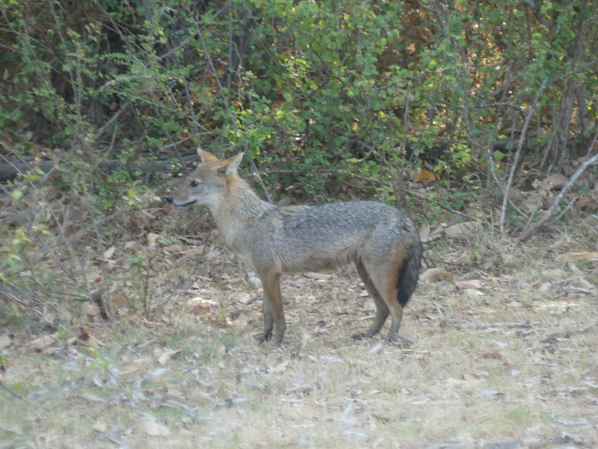 A golden jackal in profile at the treeline