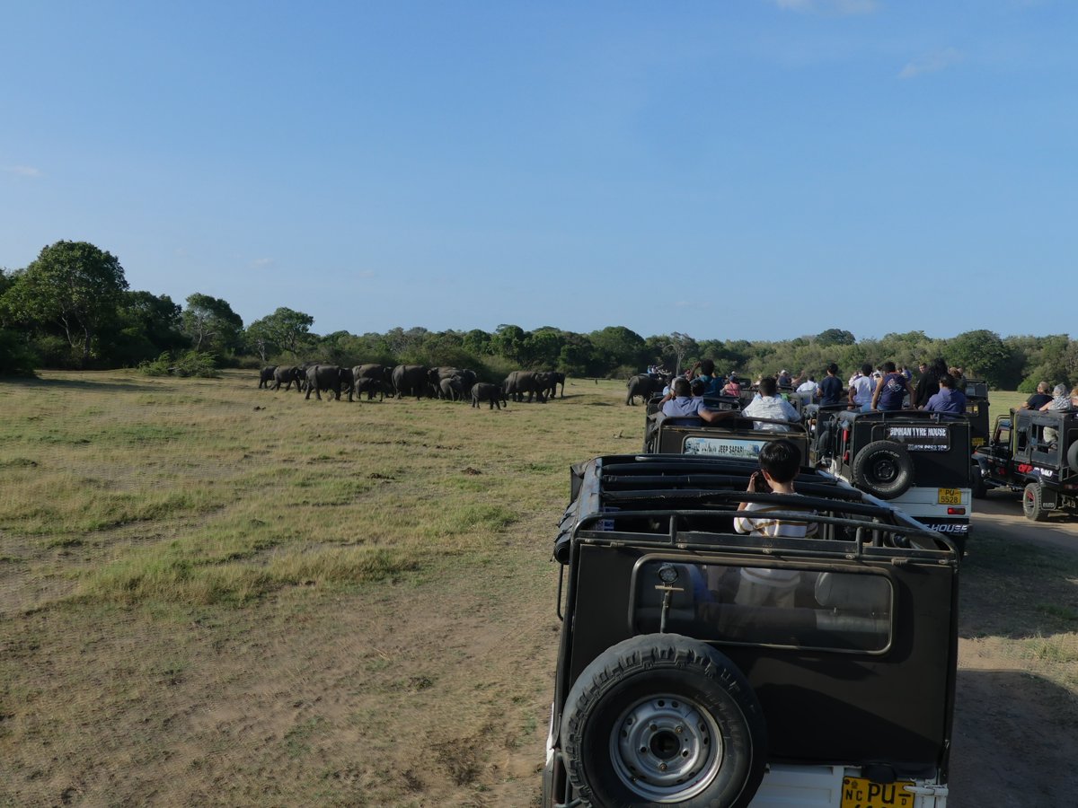 A long line of safari jeeps full of tourists watching an elephant herd across the plain