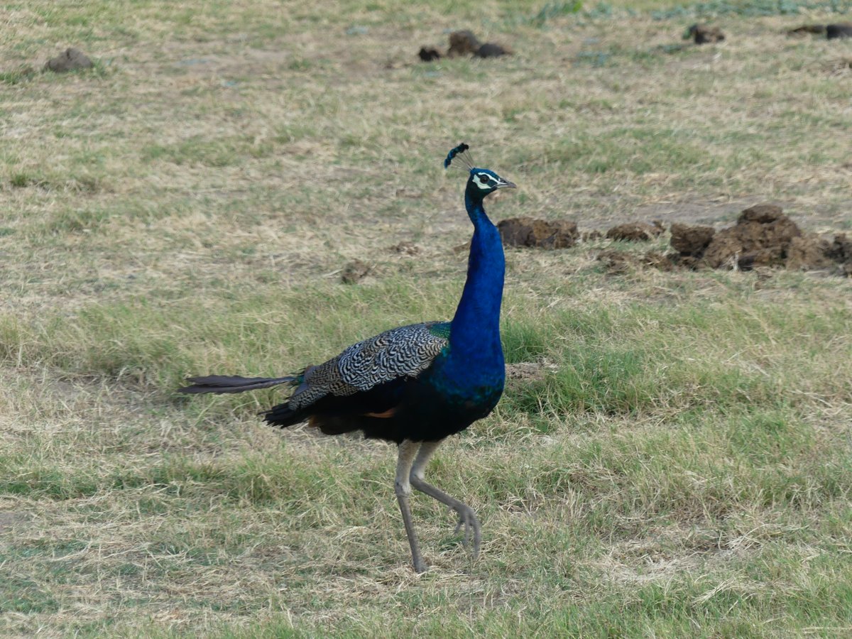 A wild peacock striding across the grassland