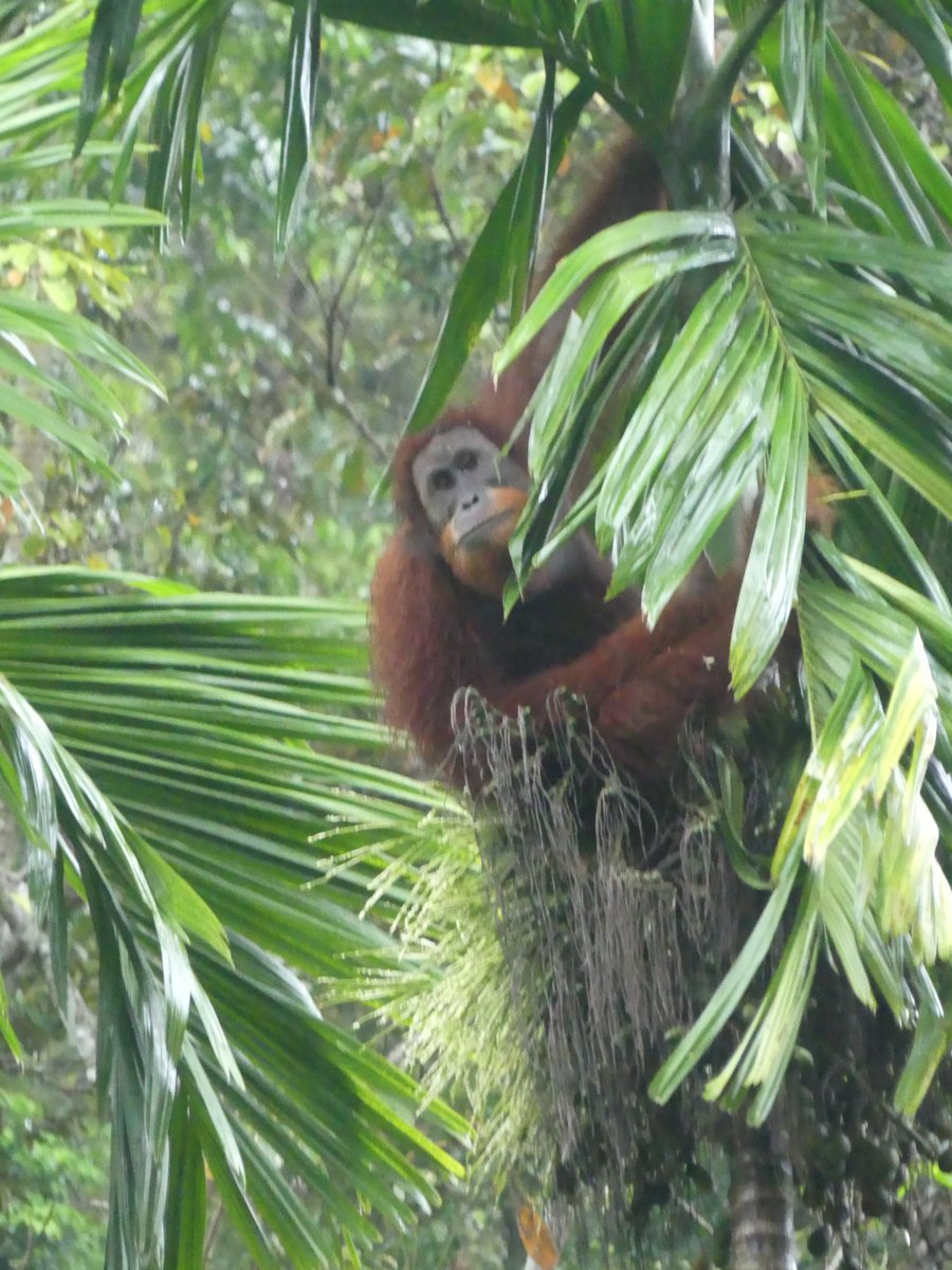 Our first wild orangutan, sitting in a palm tree eating leaves, face clearly visible