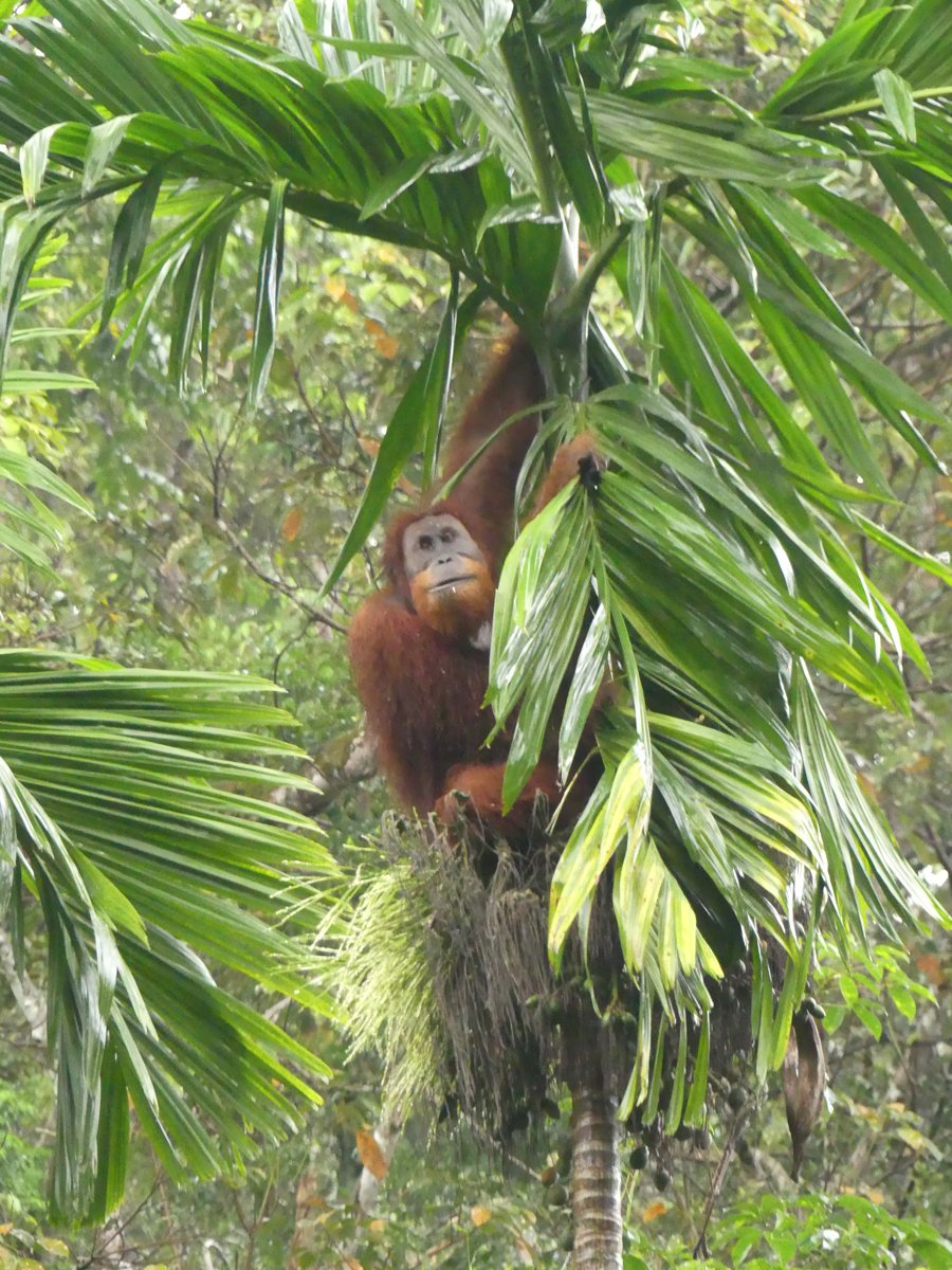 The first orangutan settled among the palm fronds