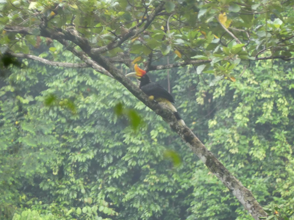 A rhinoceros hornbill perched on a bare branch across the valley
