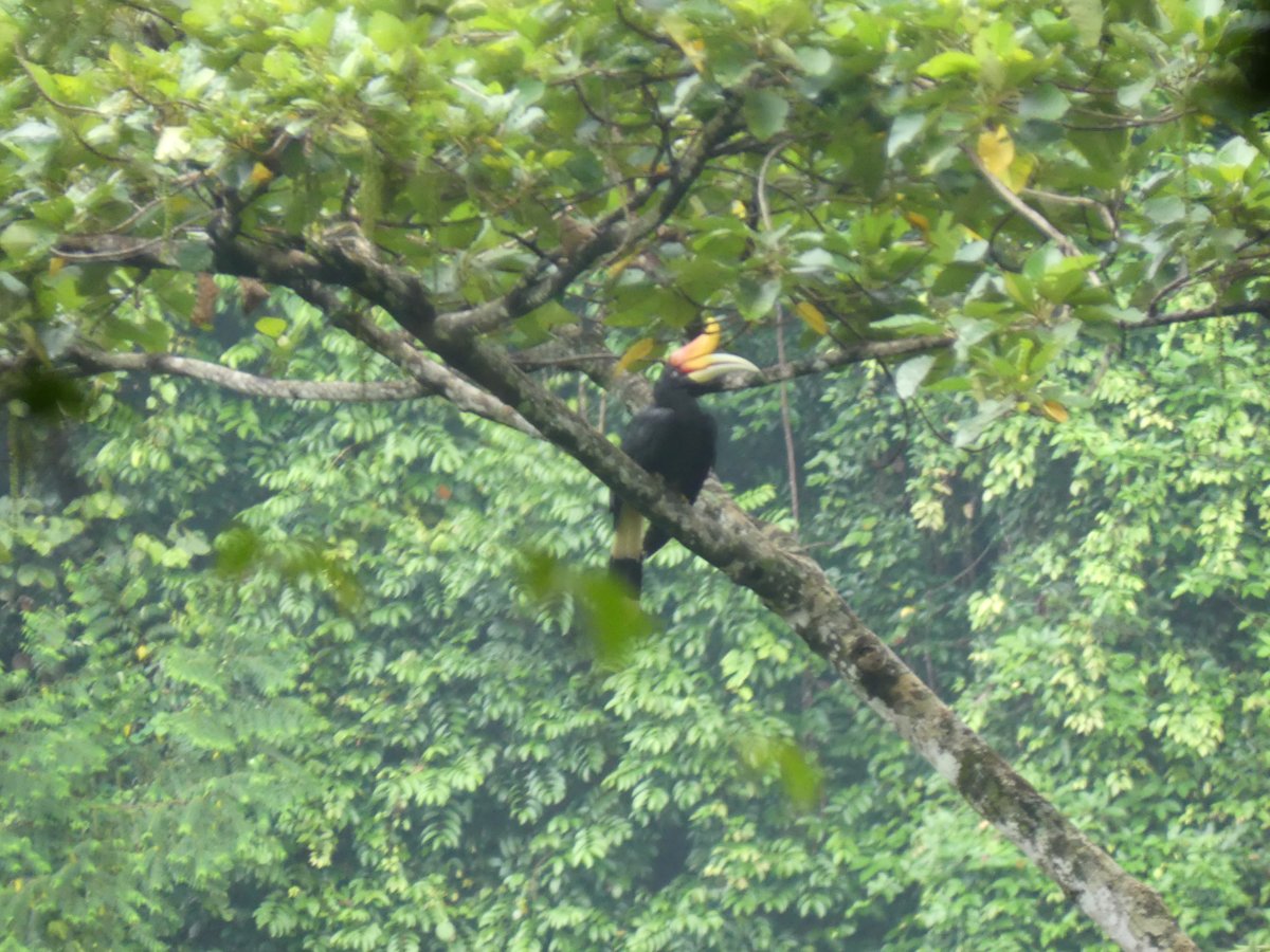 The hornbill against the wall of green rainforest
