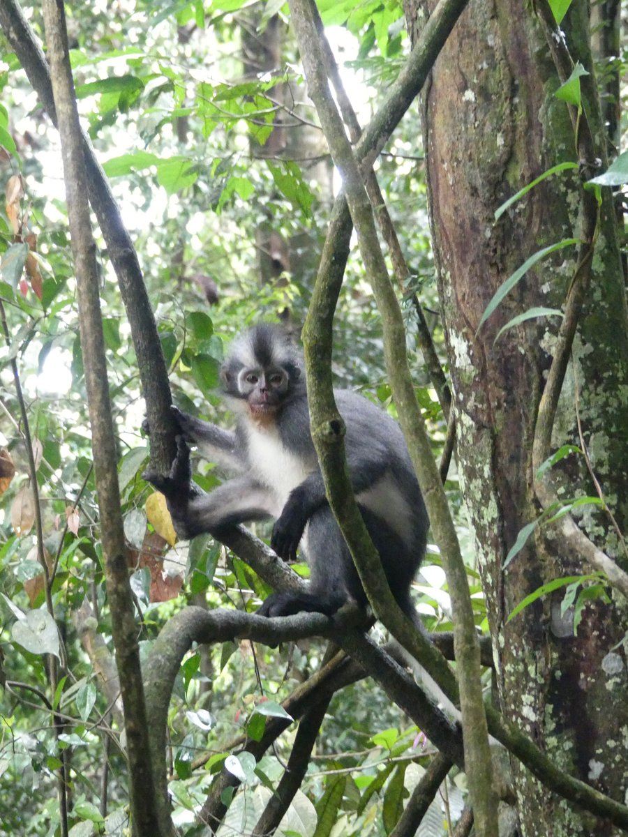 A Thomas leaf monkey with its distinctive mohawk hair sitting in the branches