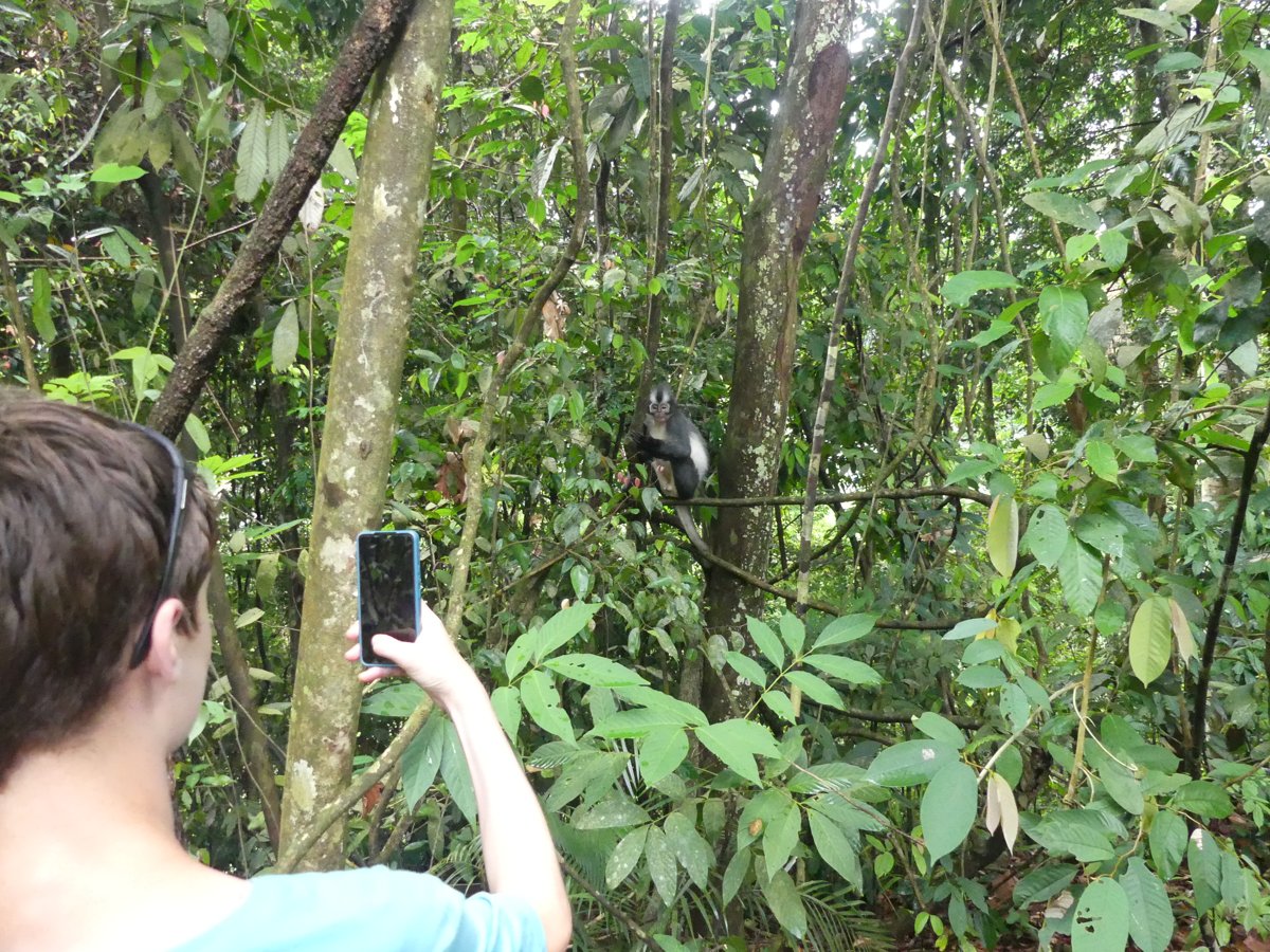 Noah photographing a monkey in the trees with his phone